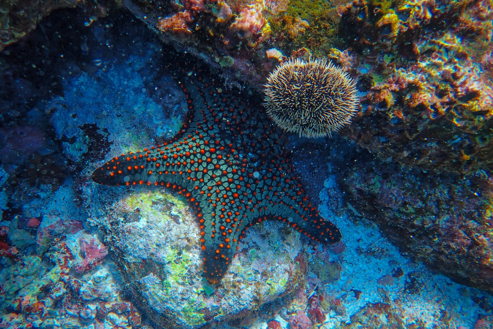 person capturing an image